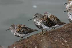 Rock Sandpipers on a bank on the Yukon Delta - photo by Robert E. Gill, USGS