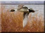 Northern Pintail - photo by Jeff Wasley - USGS