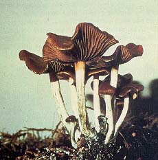 Picture of dark brown mushrooms with white stems.
