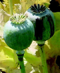 Photo of two bluish-green poppy pods.
