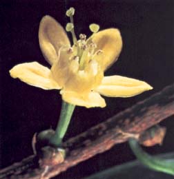 Photo of a coca flower, which is yellow and has five petals.