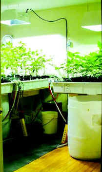 Photo of an indoor cannabis grow operation.