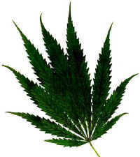 Picture of a marijuana leaf.