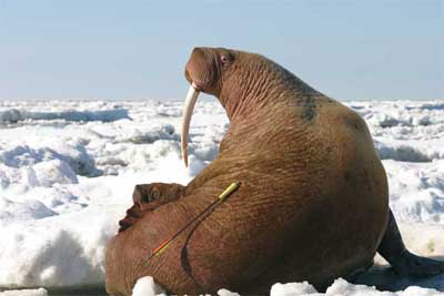 Walrus with tagging arrow embedded