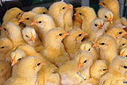 photo of chicks