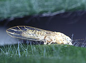 Boreioglycaspis melaleucae. Link to photo information