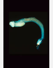Photo of a shipworm