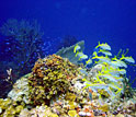 Photo of coral reef.