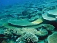 Coral reef disease outbreaks have hit healthy sections of Australia's Great Barrier Reef.