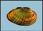 Ellipse - Venustaconcha ellipsiformis