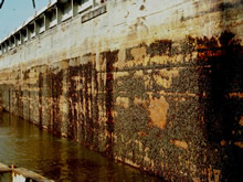 zebra mussels on boat hull