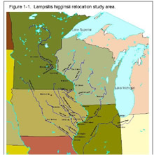 Lampsilis higginsii relocation study area