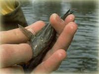 Monitoring Fish Health (Photo by Ohio EPA)