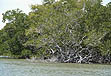 photo of mangroves