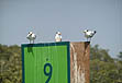 photo of Royal terns on channel marker