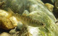 juvenile Chinook salmon