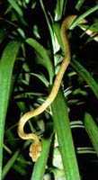Photograph of a Brown Treesnake descending from a tree.