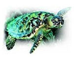 Drawing of seaturtle