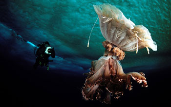 diver from Norbert Wu's Antarctic team and a medusa (Desmonema glaciale) beneath the ice