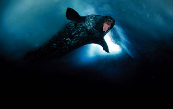 a Weddell seal