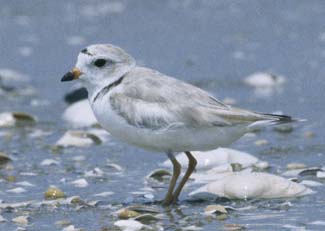 Photo of a piping plover in non-breeding plumage.