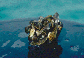 Photo: Cluster of zebra mussels