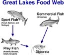 photo: How Diporeia fits into the Great Lakes food web (graphic courtesy of NOAA)