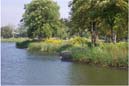 photo: Award-winning native landscaping project around the pond area of Jaycee Park in Cary, Illinois