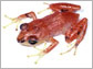 News thumbnail of red frog