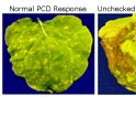 Leaf damage from uncontrolled PCD