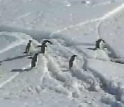 Microevolution of Adelie Penguins