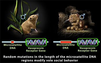 Changes in microsatellite DNA affect social behavior in male voles.