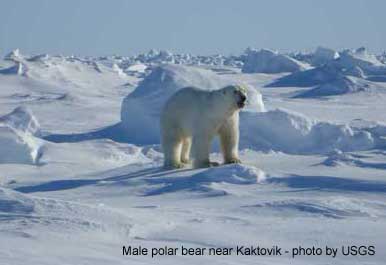 Male polar bear near Kaktovik