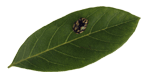 Photo of leaf