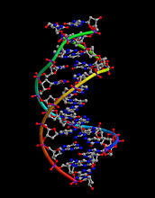 structure of DNA