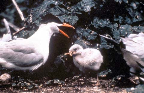 photo: Gull with crossed-bills