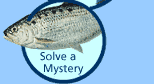 Solve a mystery