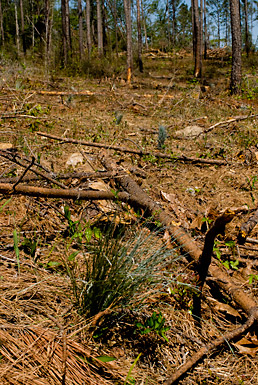 Photo of longleaf pine seedlings planted at Bogue Chitto NWR after Hurricane Katrina