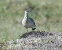 Bristle-thighed Curlew Y5