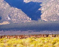 Photo of Elk grazing in Great Sand Dunes National PArk and Preserve.