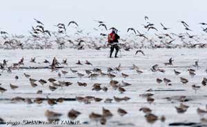 bird observer surrounded by godwits