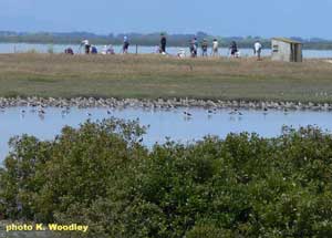 Birders look for shorebirds at Miranda near the capture site of godwits on the North Island, New Zealand