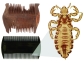 wooden nit comb, plastic counterpart and a human head louse