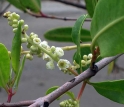 White flowers adorn mangrove trees at Twin Cays, 12 miles offshore of mainland Belize.