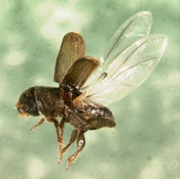 Photo of an adult southern pine beetle in flight.