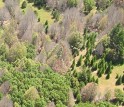 EID scientists will study sudden oak death in California.