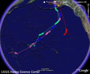 Update on 4 birds on August 13, 2007