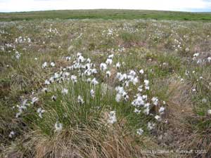 Tussock tundra habitat - photo by Daniel R. Ruthrauff, USGS