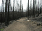 Photo showing area one year after the 2006 Tripod Complex fires in northern Washington.