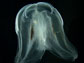 Photo of a comb jelly